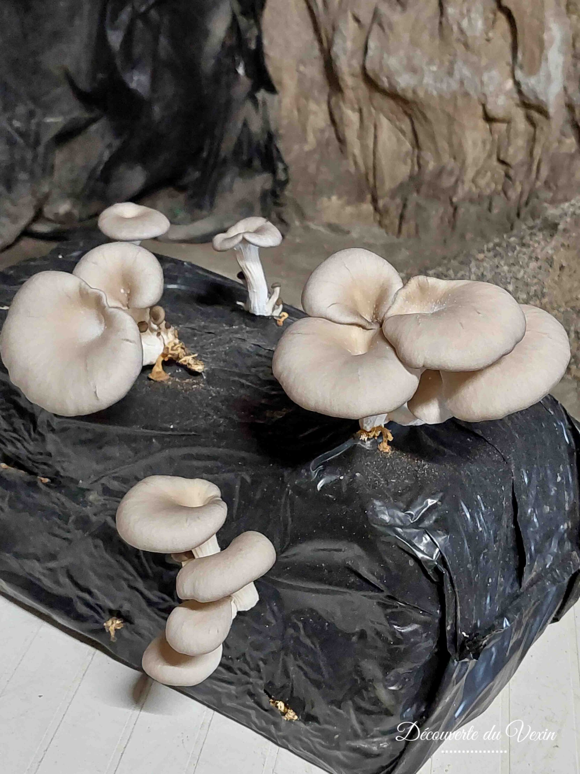 La culture du champignon  Ville de Carrières-sur-Seine